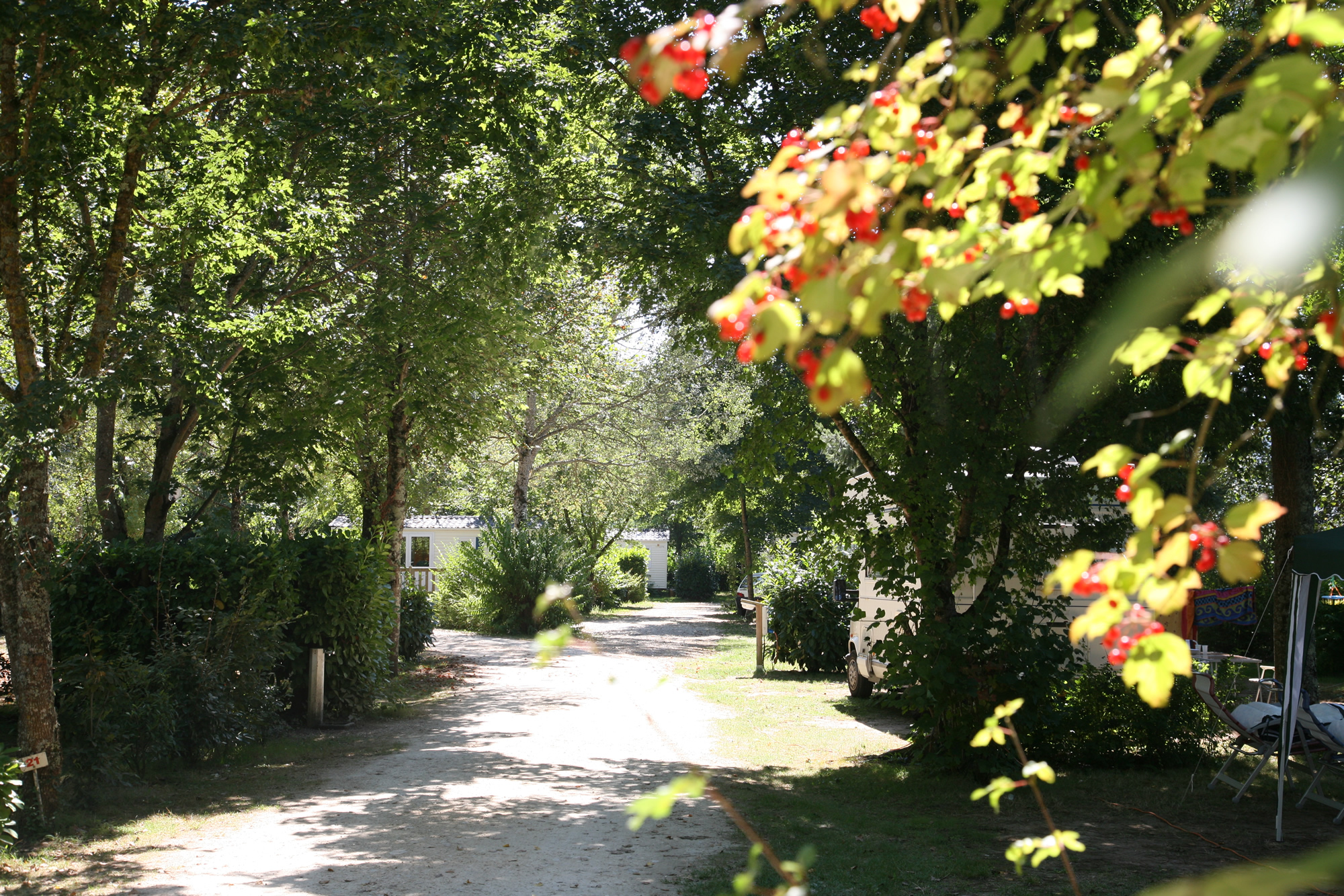 Camping Le Bosquet (Domme)