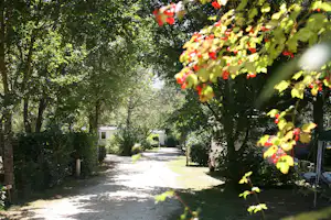 Campingweg zwischen Bäumen, im Hintergrund Gebäude und ein schmaler Pfad, im Vordergrund Blätter und Blüten.