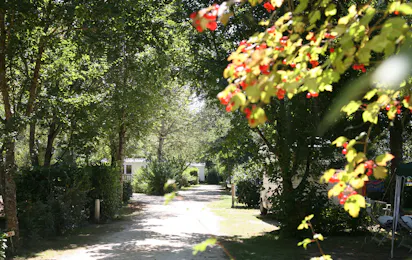 Camping Le Bosquet (Domme)