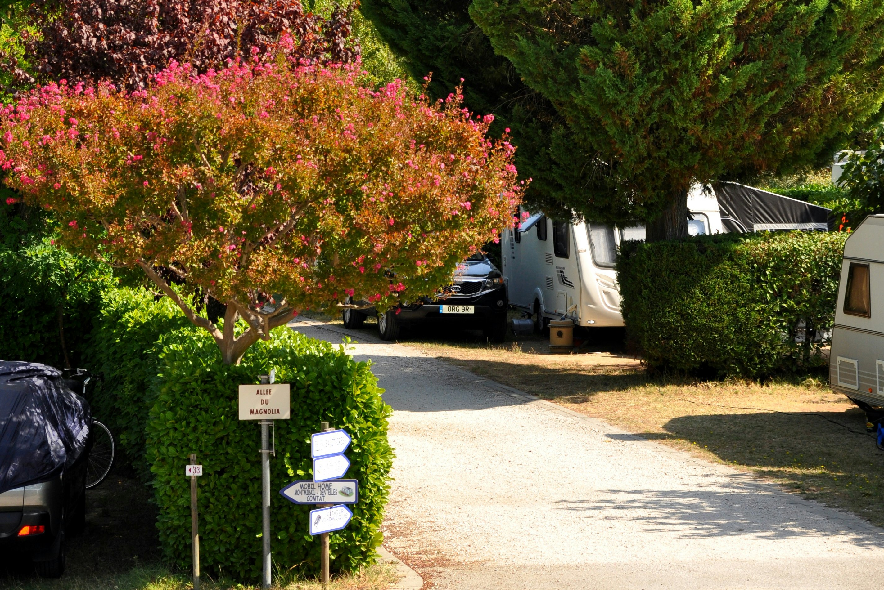 Campingplatz-Weg zwischen Bäumen und Hecken, mit geparktem Auto und Wohnwagen am Rand.