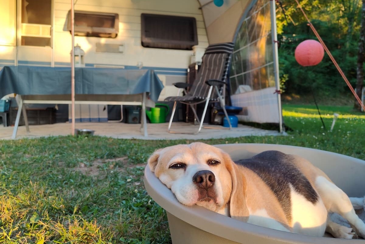 Camping Le Clos Bouyssac - Hund vor einem Standplatz auf dem Campingplatz