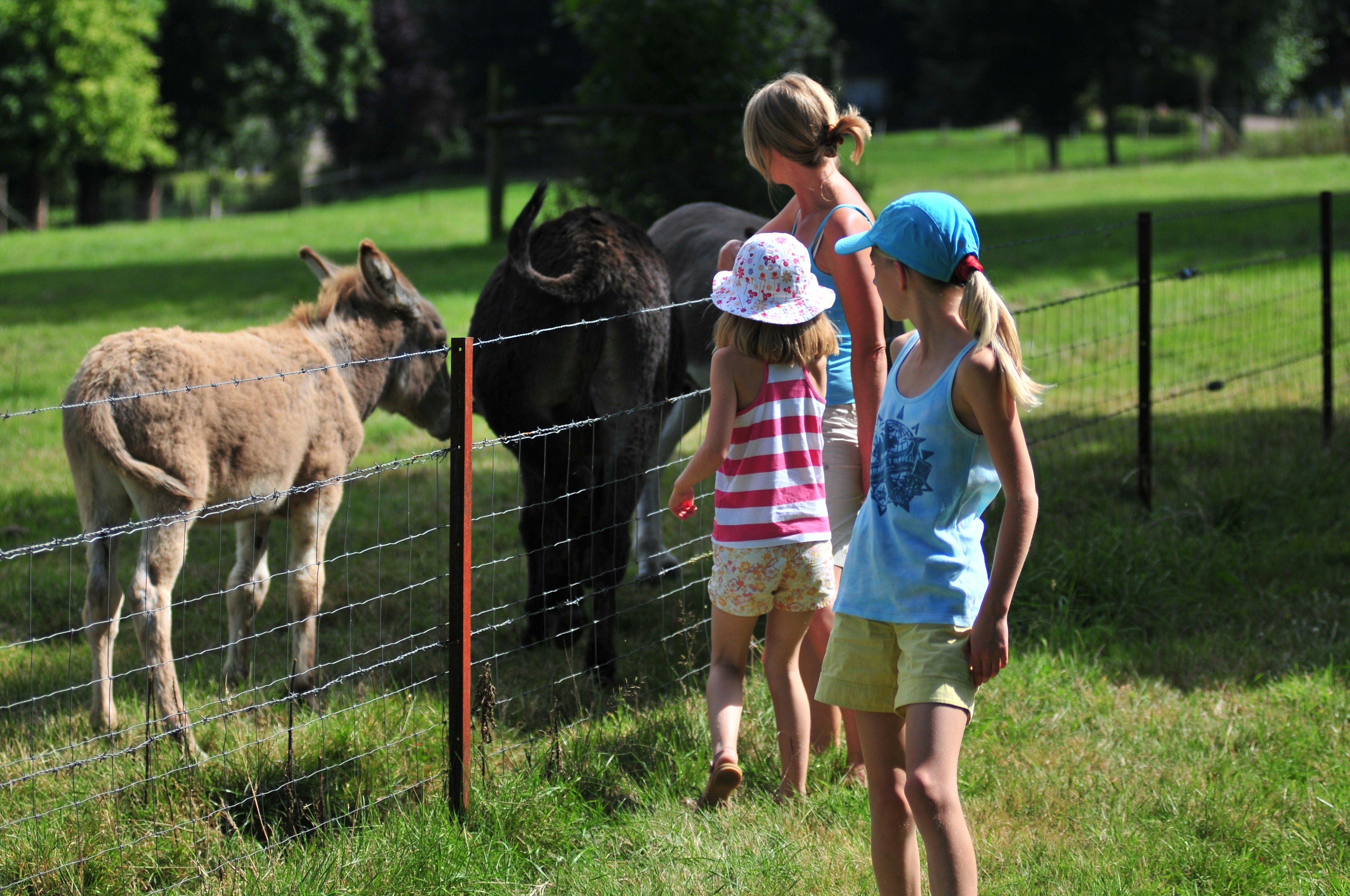 Camping Clos Cacheleux  Camping Le Clos Cacheleux - Streichelzoo auf dem Campingplatz