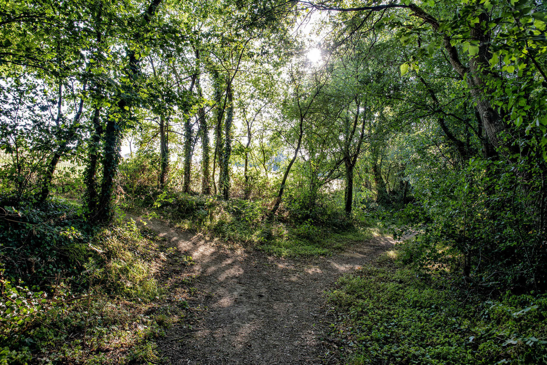 Waldweg auf einem Campingplatz, umgeben von Bäumen und Sträuchern, mit schmalem Pfad durch den Wald.
