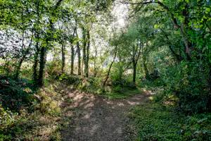 Waldweg auf einem Campingplatz, umgeben von Bäumen und Sträuchern, mit schmalem Pfad durch den Wald.