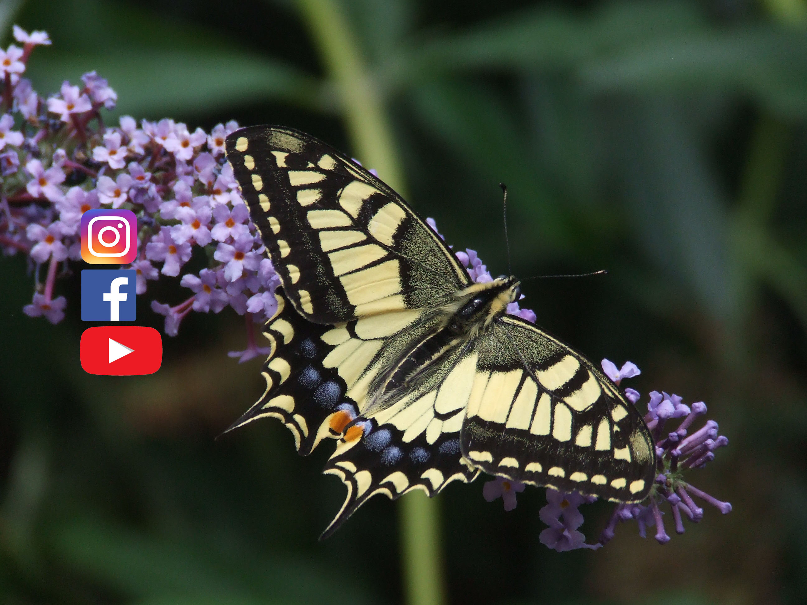 Camping Le Coq Hardi