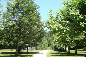Bäume und Wiese auf dem Campingplatz, im Hintergrund ein Zelt und ein Auto am Weg.