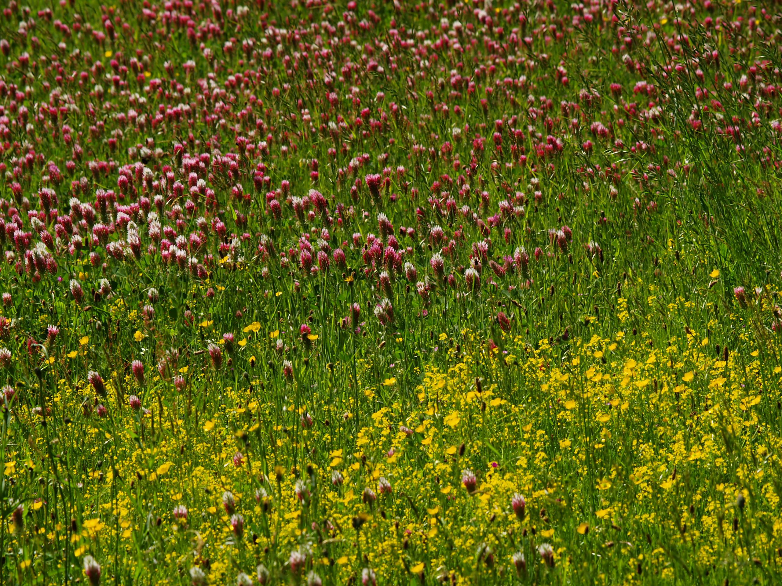 Camping Le Domaine Vert