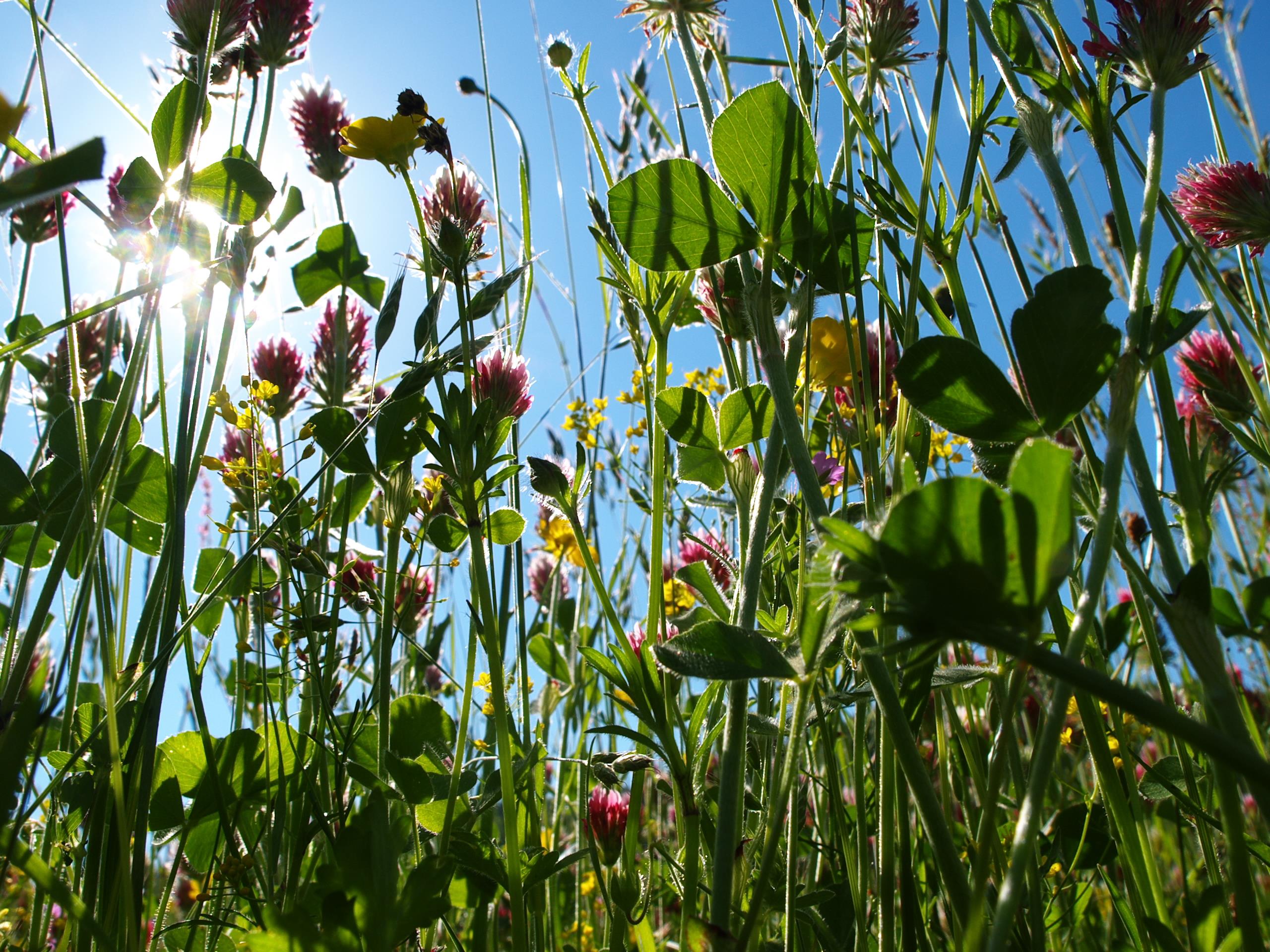 Camping Le Domaine Vert