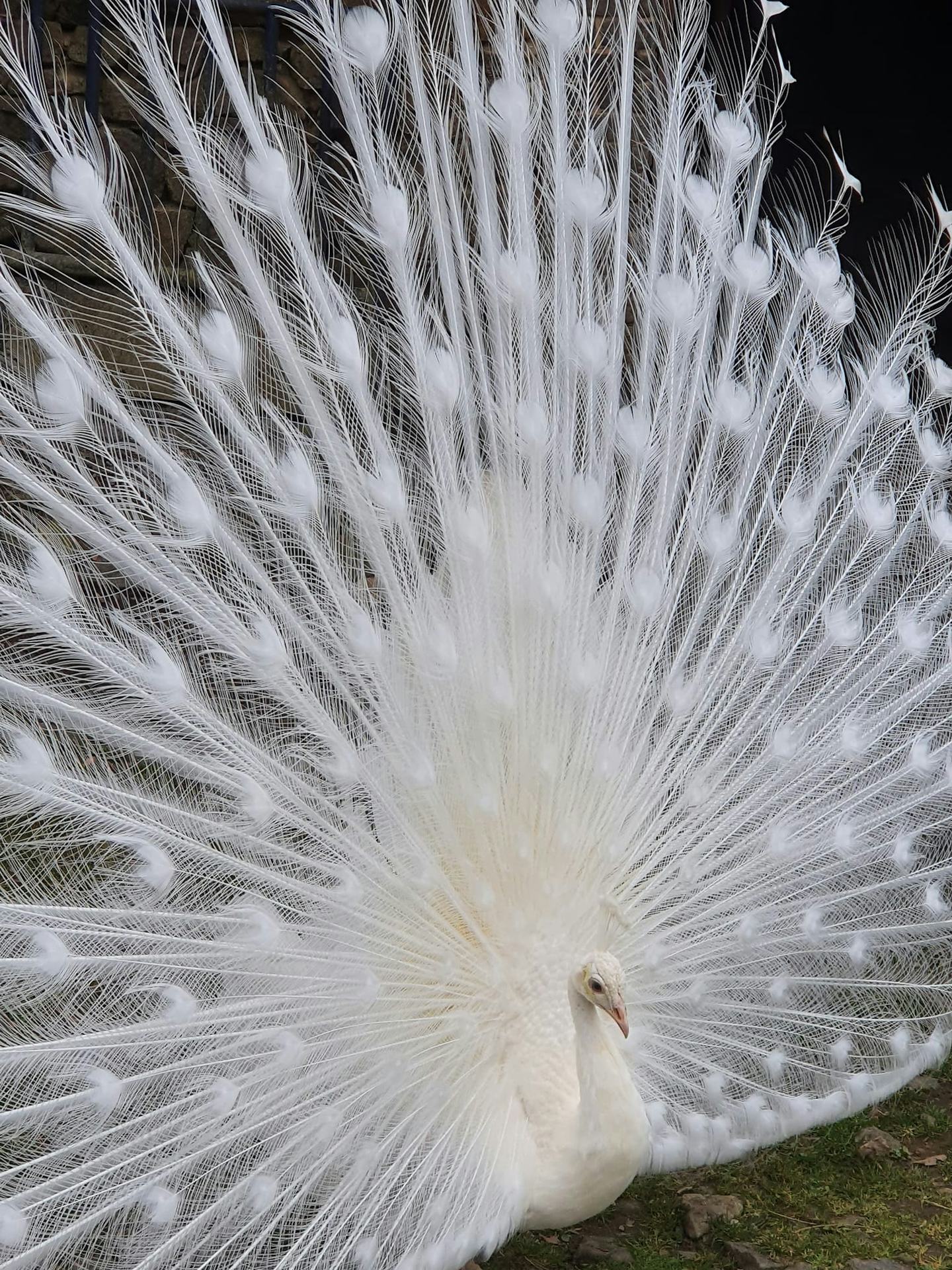 Camping Le Domaine Vert