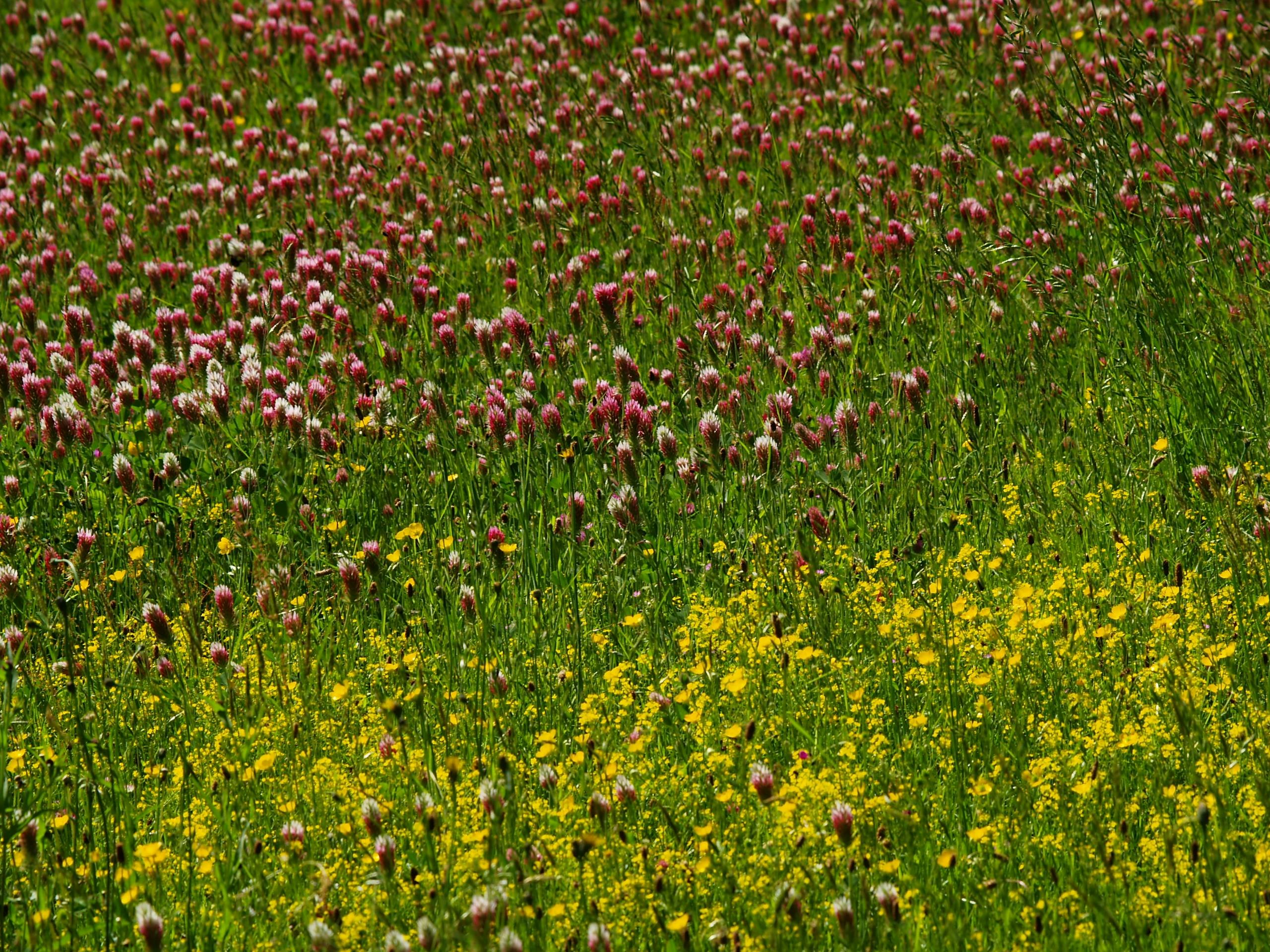 Bunte Blumenwiese mit roten und gelben Blüten, dicht bewachsen, im Vordergrund und bis in die Ferne.