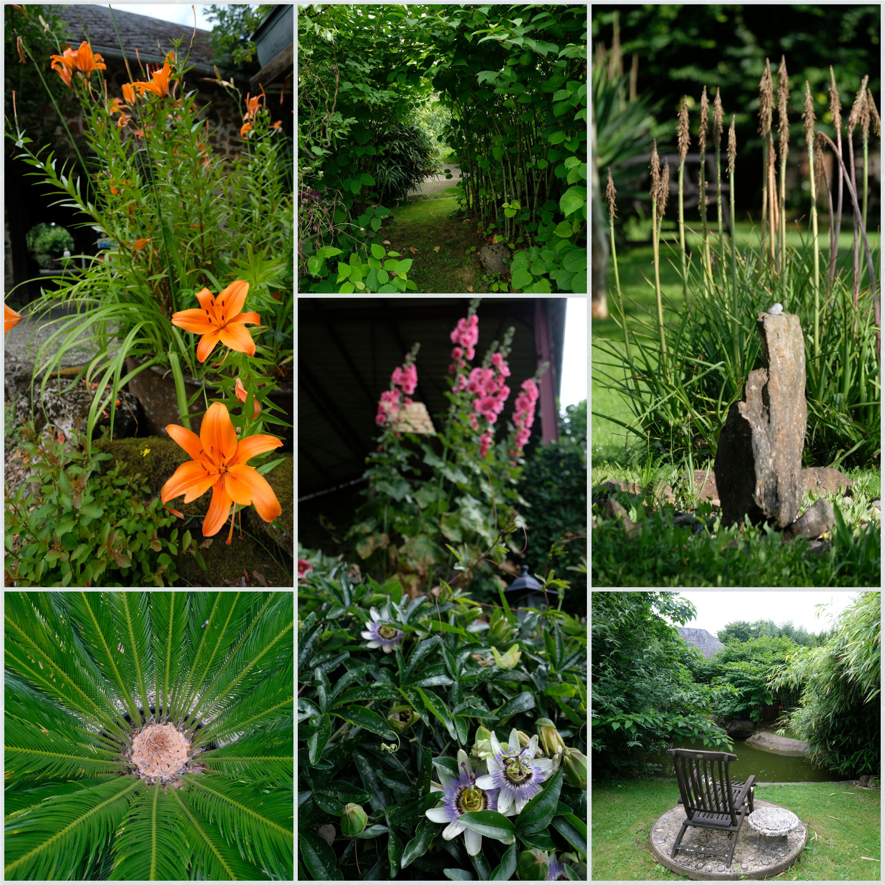 Blumen und grünes Pflanzenbeet im Campinggarten, mit orangefarbenen Lilien, Hecken und einem kleinen Stein im Vordergrund.