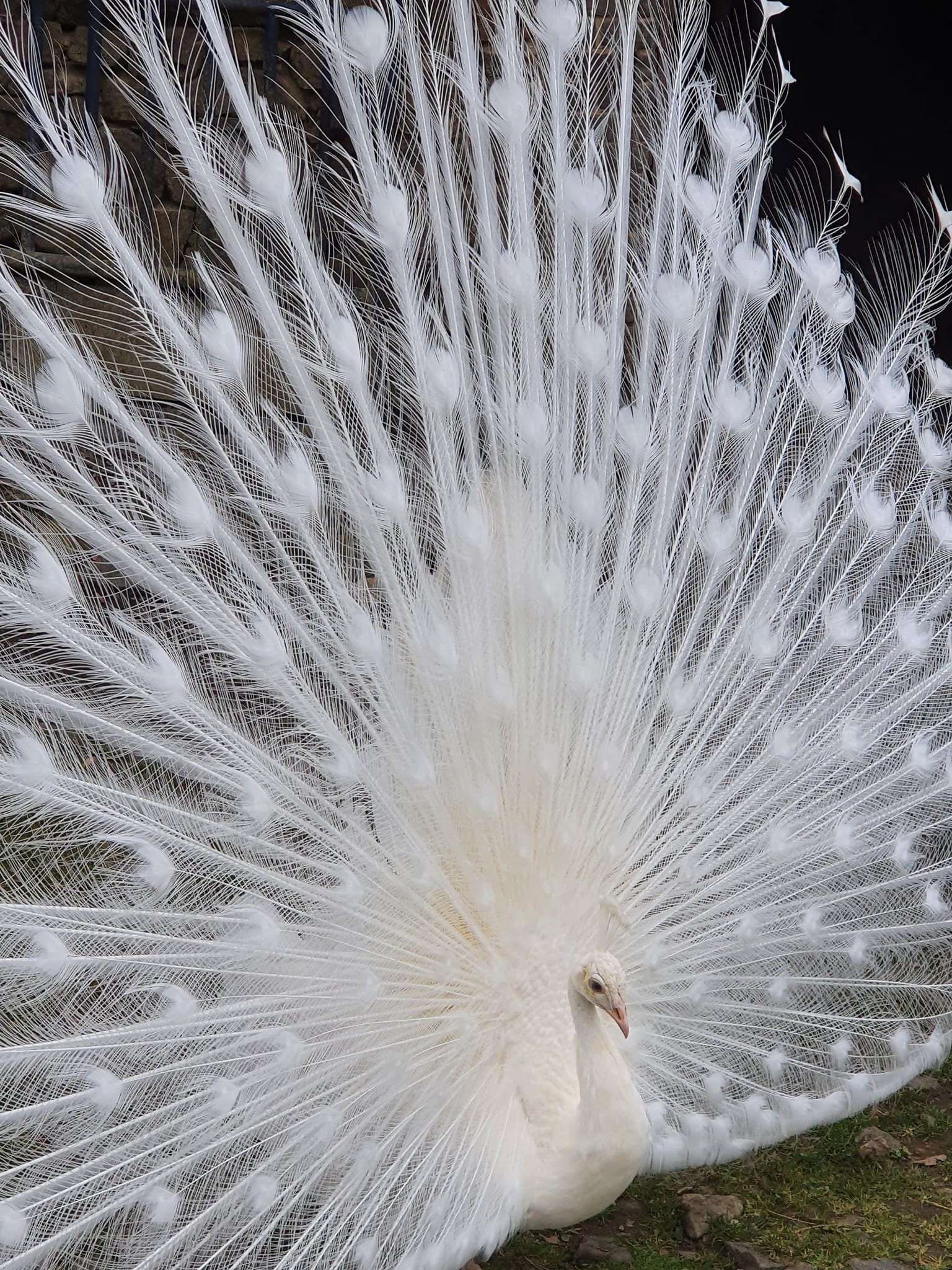 Ein Pfau mit gespreiztem Federkleid, Nahaufnahme der weißen Federn vor Gras am Boden.