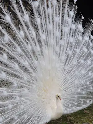 Ein Pfau mit gespreiztem Federkleid, Nahaufnahme der weißen Federn vor Gras am Boden.
