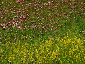 Bunte Blumenwiese mit roten und weißen Blüten sowie gelben Wildblumen, dicht bewachsen und weitläufig.
