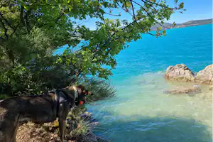Hund am Ufer zwischen Bäumen, Blick auf türkisfarbenes Meer und Felsen im Wasser.