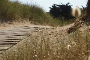 Sanddünen mit Gras und einem Holzsteg am Rand, im Hintergrund Büsche und Bäume.