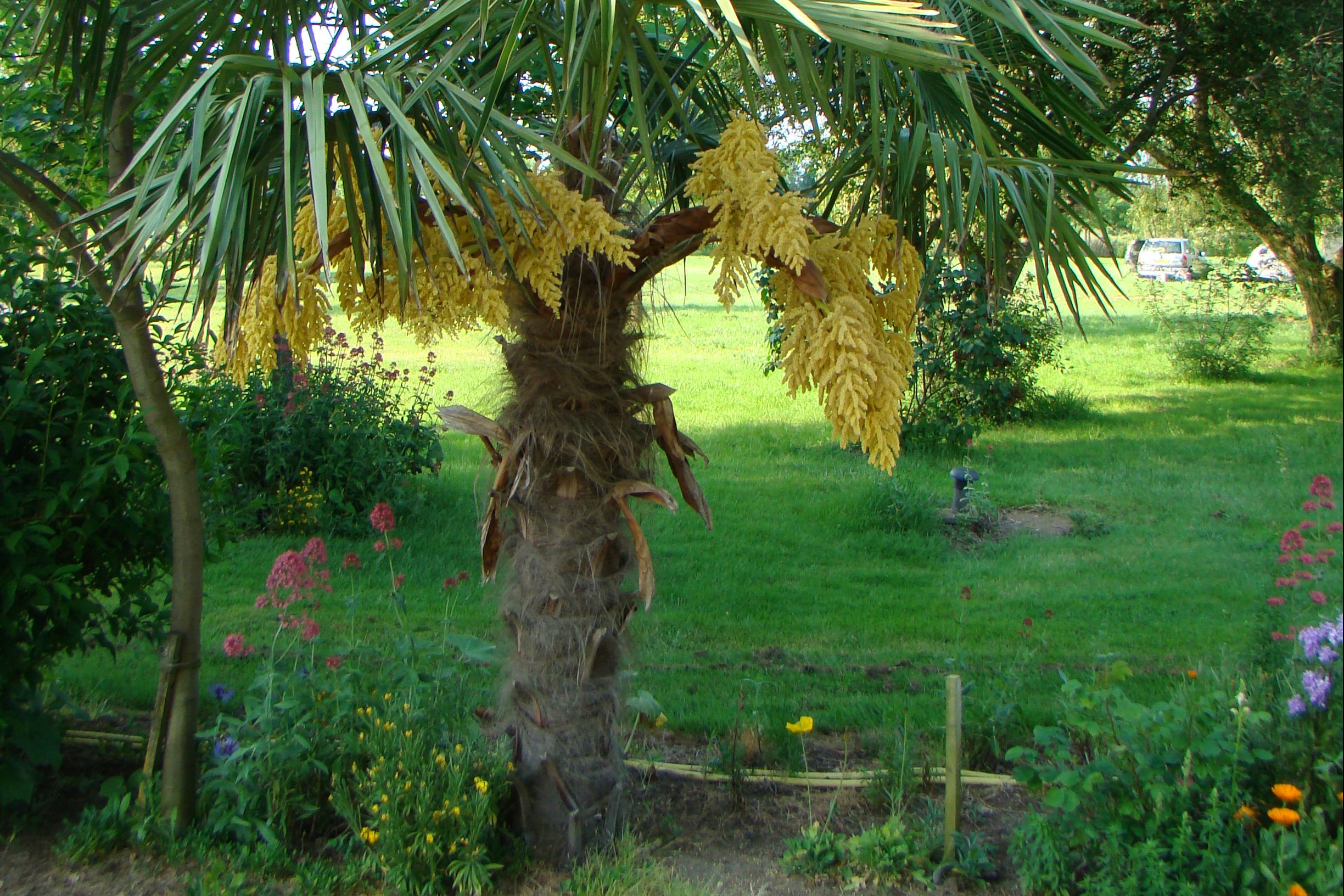 Camping Le Logis de la Lande - Blick auf die Bepflanzung auf dem Campingplatz