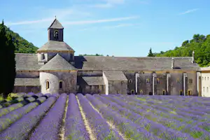 Lavendelfeld mit Reihen zwischen Wegen vor einem Kloster mit Kirche und Glockenturm, umgeben von Bäumen und Hügeln.