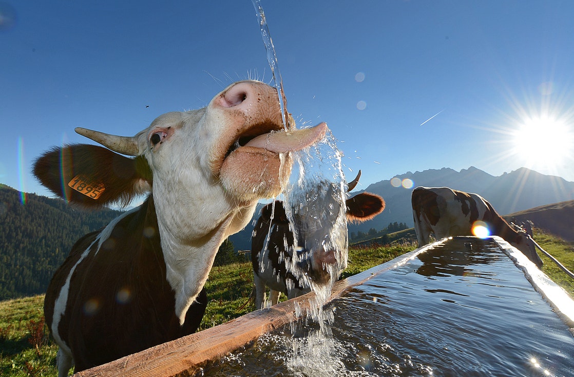 Camping Le Mègevan - Kuh am Wasserbecken