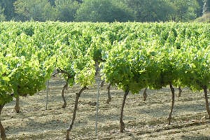 Camping Le Moulin à Vent - Weinstock in der Nähe des Campingplatzes