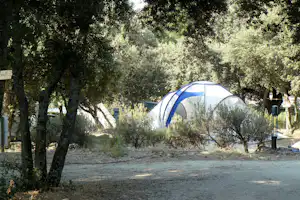 Campingzelt im Schatten von Olivenbäumen auf einem Stellplatz, mit Weg und Laterne im Hintergrund.