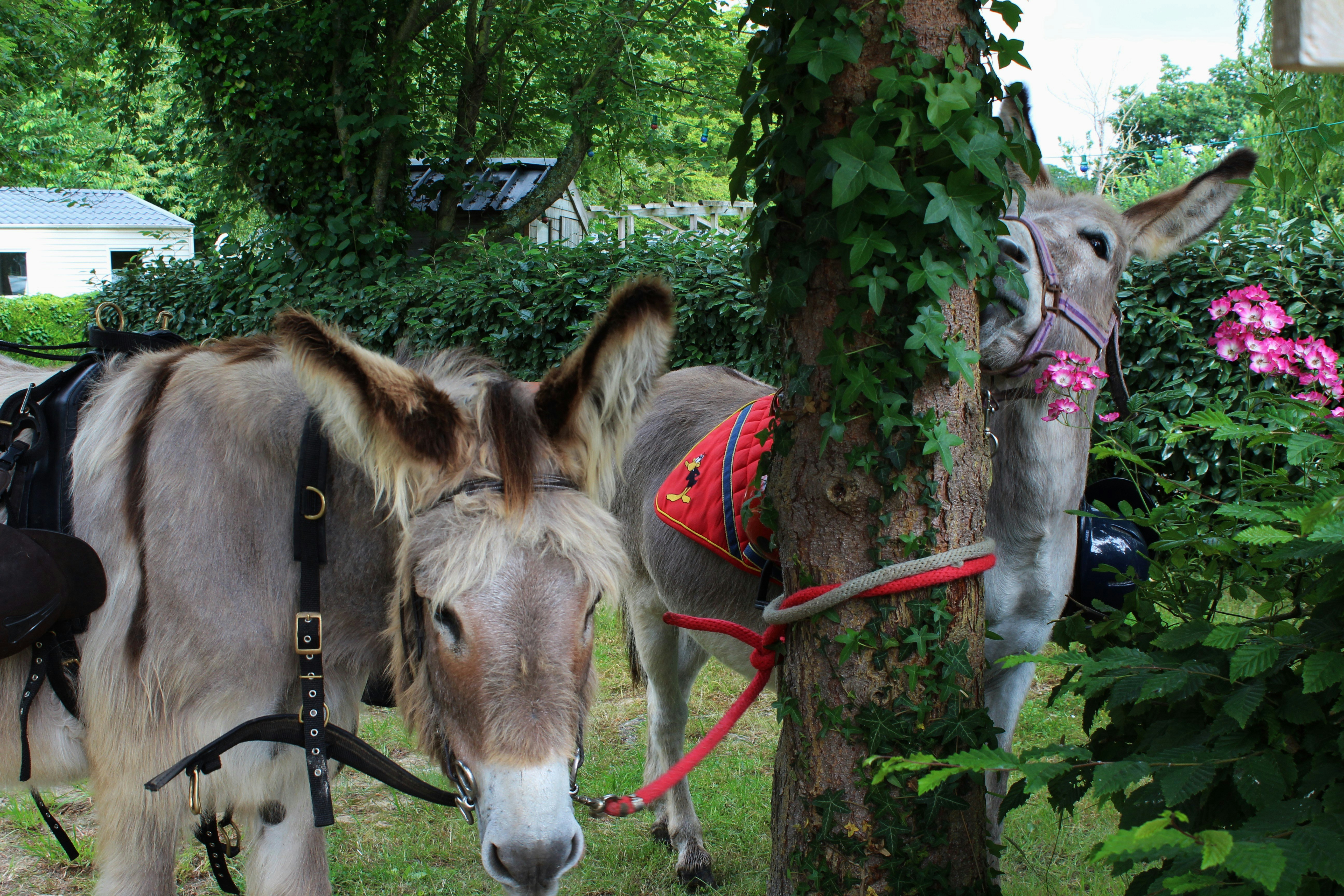 Sites Et Paysages Camping Le Neptune