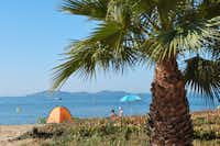 Camping Le Pansard - Strand des Mittelmeers mit einer Palme im Vordergrund