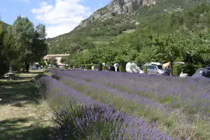 Lavendelfeld auf dem Campingplatz, Wohnwagen und Autos am Rand, umgeben von Bäumen und Bergen.