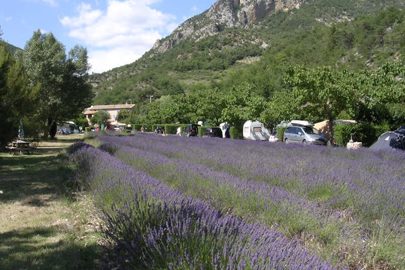 Camping Le Pilat - Blick auf den Campingplatz mit Lavendelfeld im Vordergrund und die Alpen im Hintergrund