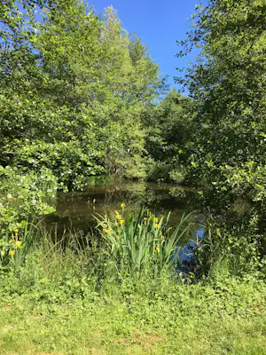 Überwucherter Teich am Campingplatz, umgeben von dichtem Grün, Schilf und Büschen im sonnigen Licht.