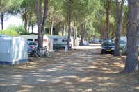 Camping Le Vaudois  -  Wohnwagen- und Zeltstellplatz unter Bäumen