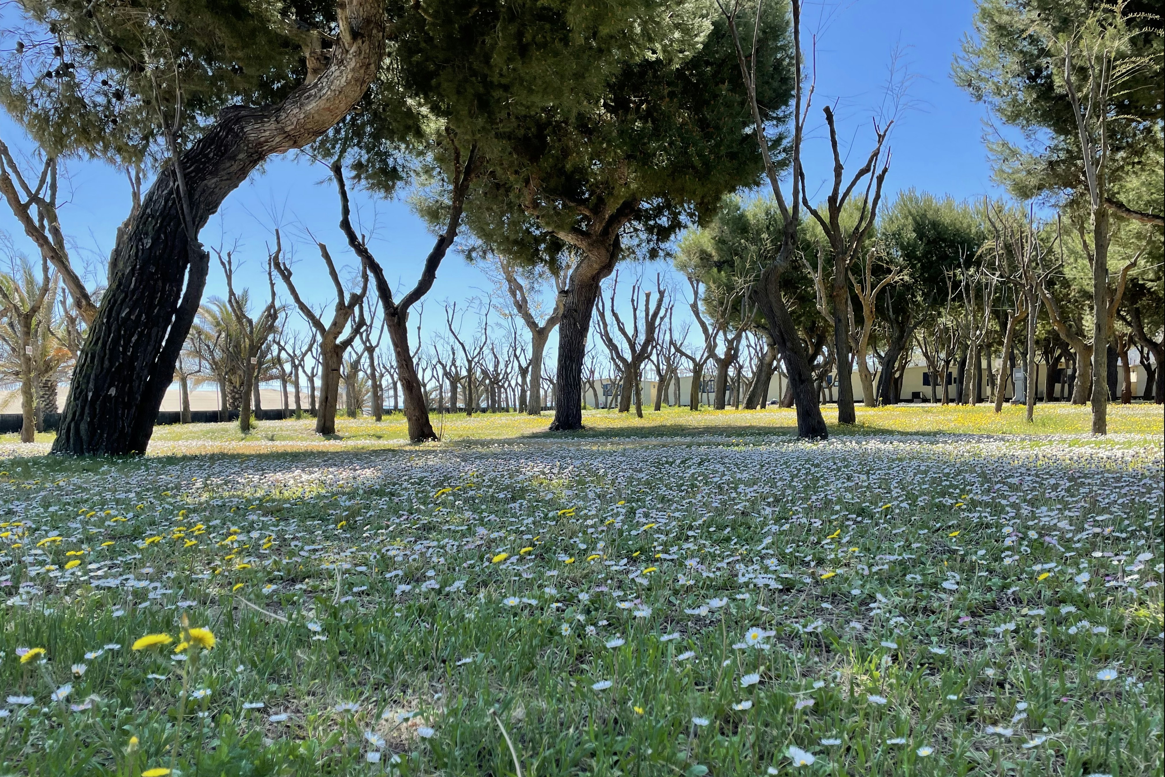 Camping Led Zeppelin - Zeltwiese auf dem Campingplatz