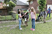 Lentemaheerd - Kinder streicheln Esel auf dem Campingplatz