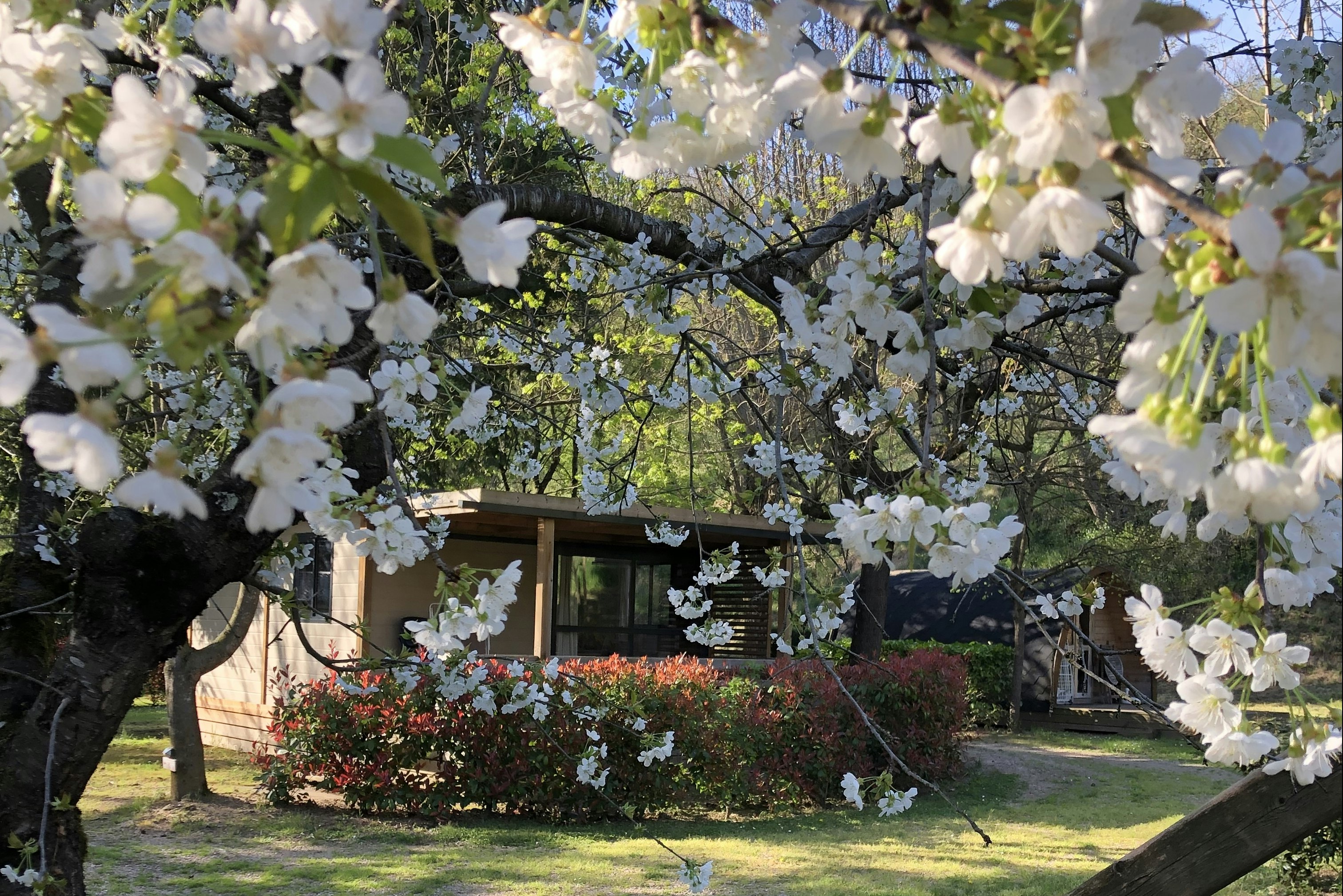 Blühende Bäume mit weißen Blüten vor einem gepflegten Campinggarten, Hecke und Rasen sowie ein Holzhaus im Hintergrund.