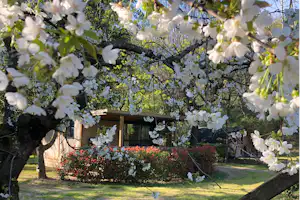 Blühende Bäume mit weißen Blüten vor einem gepflegten Campinggarten, Hecke und Rasen sowie ein Holzhaus im Hintergrund.
