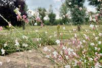 Camping Les Bords de Vienne - Blumen auf der Wiese des Campingplatzes