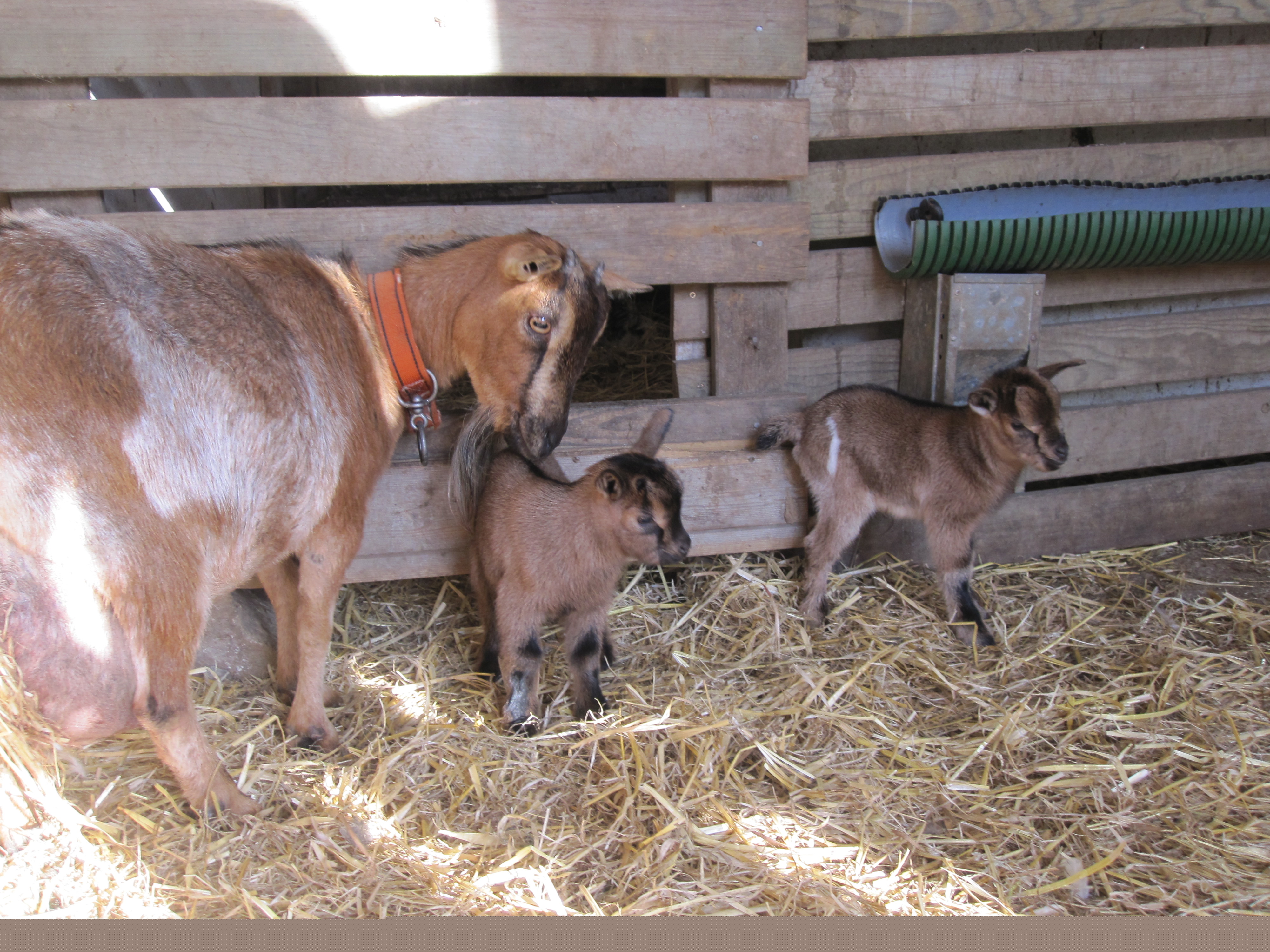 Camping Paradis Les Capucines