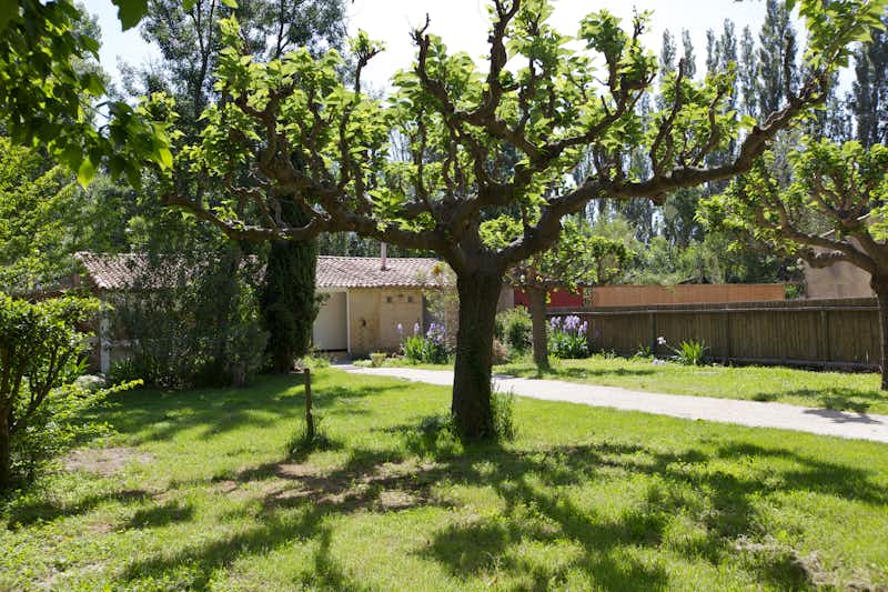 Camping Les Deux Rhône - Wiese auf dem Campingplatz auf dem ein Baum steht mit Sanitärgebäude im Hintergrund