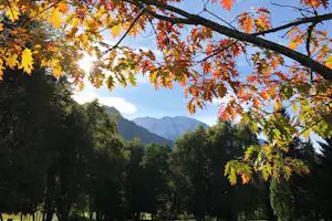 Herbstliche Blätter im Vordergrund über einem Wald mit Blick auf Berge in der Ferne.