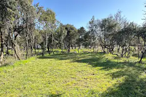 Grüne Wiese mit Olivenbäumen im lichten Olivenhain, sonniger Blick über den Campingplatzbereich.