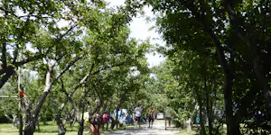Camping Les Esparons - Allee auf dem Campingplatz