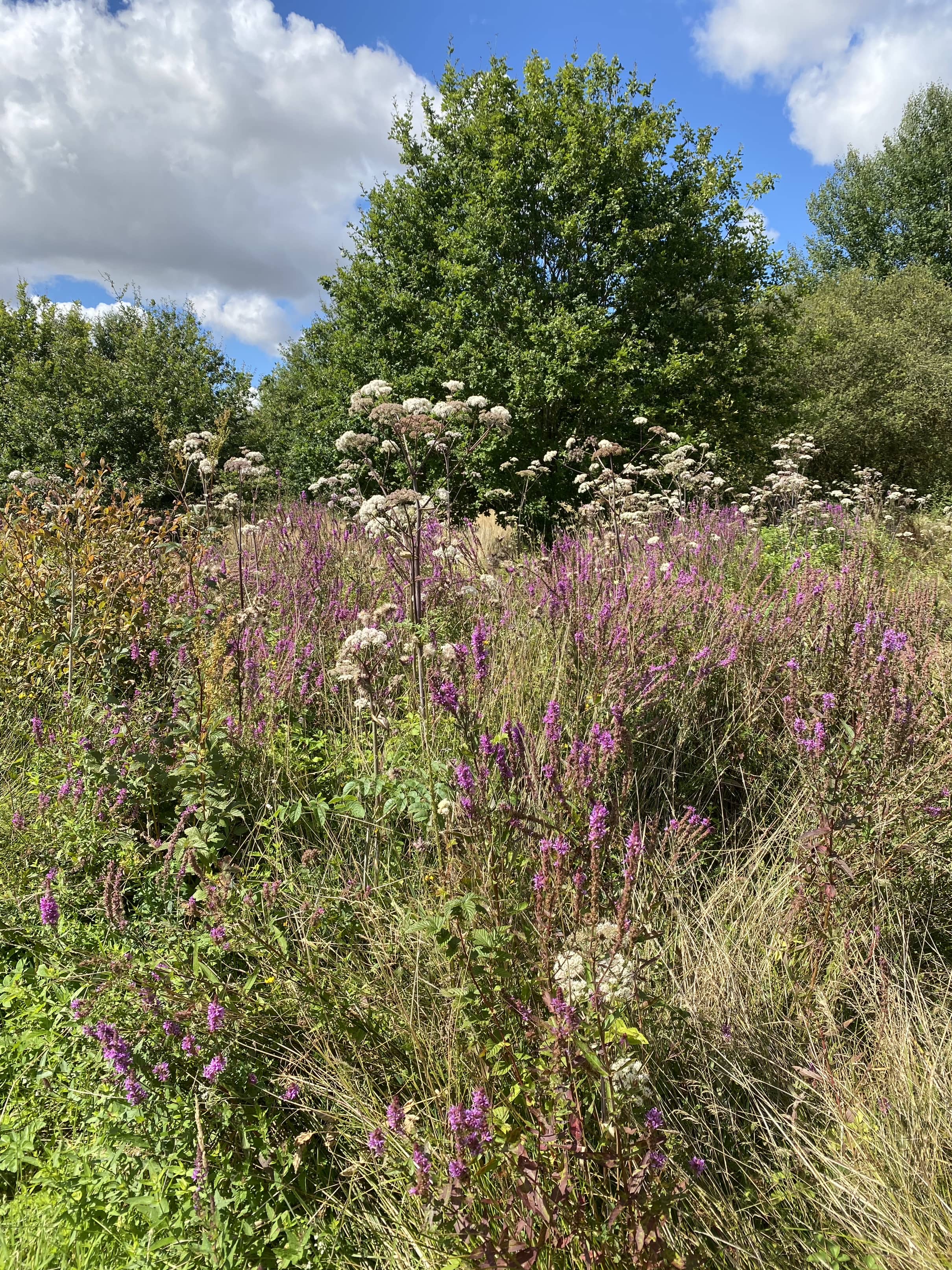 Camping Les Fruits du Passau