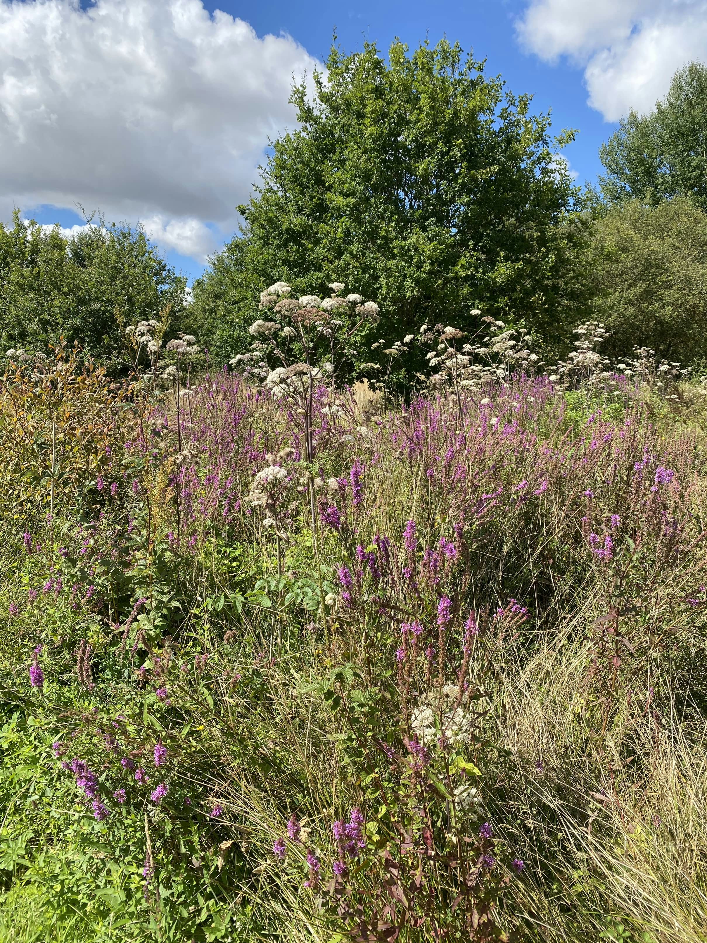 Camping Les Fruits du Passau