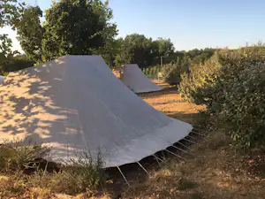 Weißes Zelt auf einem Campingplatz am Rand eines Feldwegs, umgeben von Büschen und Bäumen.