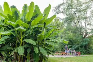 Bananenstauden im Campinggarten, daneben eine Holzbank und ein Tisch auf dem Weg, im Hintergrund weitere Bäume.