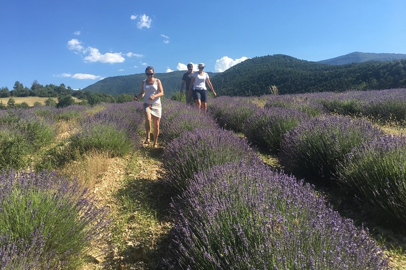 Zwei Personen gehen auf einem Weg durch ein Lavendelfeld, im Hintergrund Berge und bewaldete Hügel.