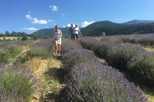 Zwei Personen gehen auf einem Weg durch ein Lavendelfeld, im Hintergrund Berge und bewaldete Hügel.