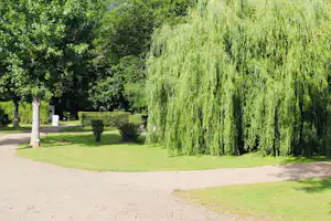 Weg und Rasenfläche auf dem Campingplatz, gesäumt von Bäumen und Sträuchern, mit einem großen Trauerweidenzweig im Vordergrund.