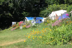 Zelte auf einem Campingplatz mit Blumenwiese, bunten Blüten und dichtem Grün im Hintergrund.