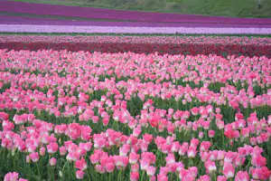 Rosa Tulpen in einem Blumenfeld, mehrere Reihen mit lila und pinken Blüten vor grünem Hang.